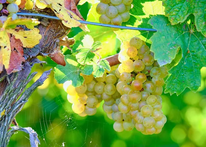 Villa House Podhamer Boris *