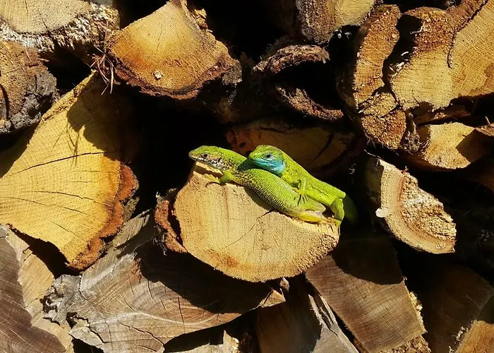 House Podhamer Boris Villa Presika